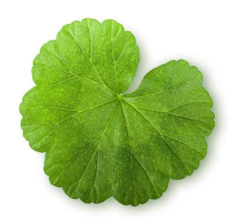 Geranium Leaf Stock Photos Pictures And Royalty Free Images Istock