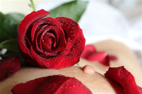 무료 이미지 꽃잎 젖은 장미 꽃 식품 빨간 생기게 하다 담홍색 닫다 적나라한 신체 유방 젖꼭지 에로틱 한 매크로 사진 발렌타인 데이 꽃 피는