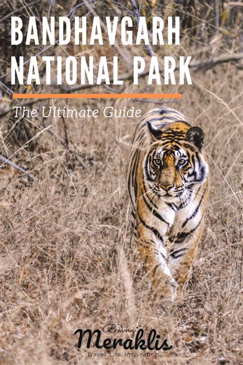 The Ultimate Guide To Bandhavgarh National Park Why Indias Densest