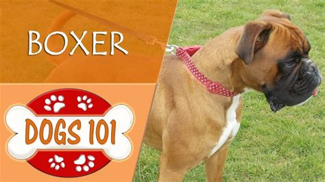 Dogs 101 Boxer Top Dog Facts About The Boxer Youtube