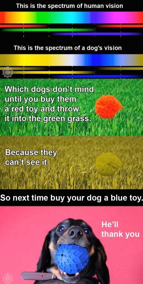 Some of the traits may always stay the same, whether that be the color of their fur or. DOG VISION & EYES √ DOGICA® How Dogs see Color? Dog vs ...