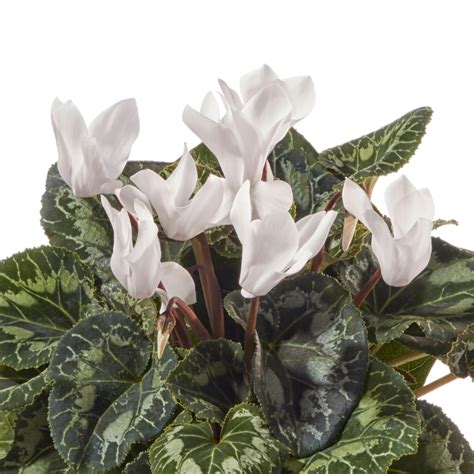 Stylish White Cyclamen Plant Flowers For Everyone