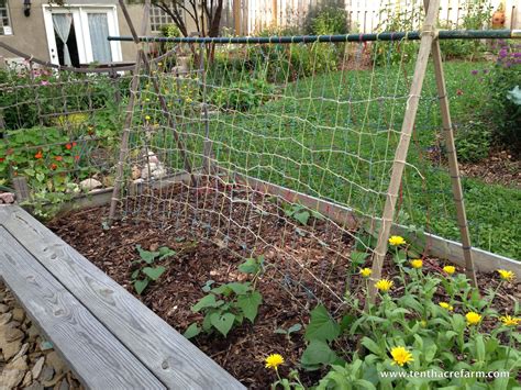 The A Frame Trellis In Early July With Sweet Potato And Winter Squash