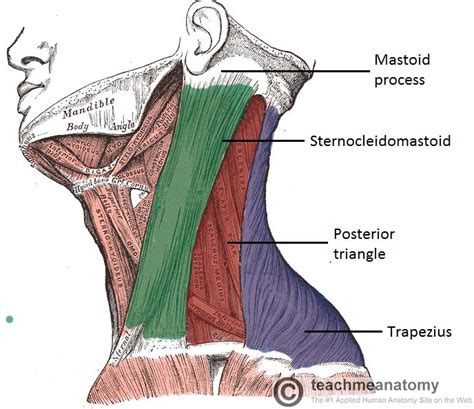 Posterior Triangle Of Neck Anatomy Simplified Boundaries Contents My