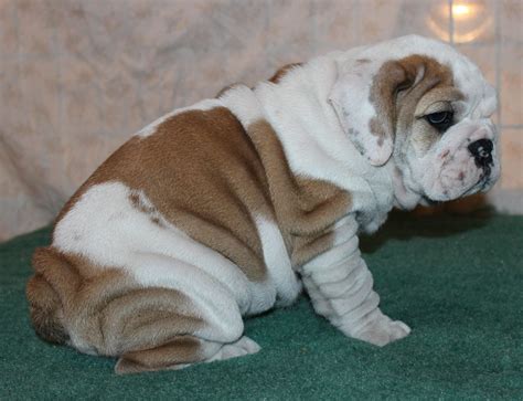 English Bulldog Puppies For Sale Huskerland Bulldogs Akc Registered