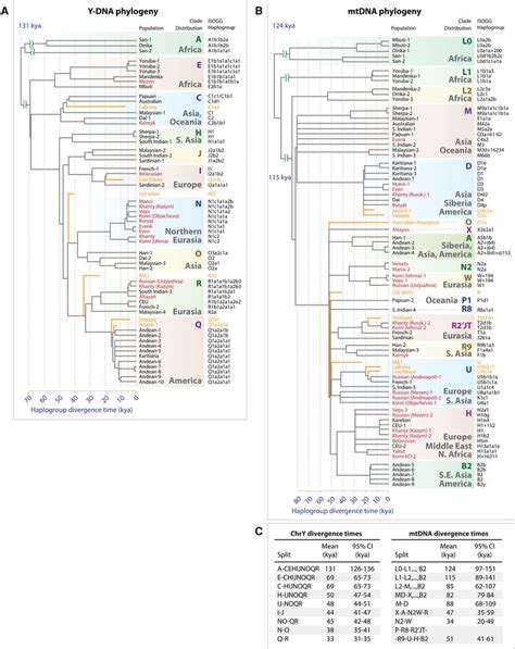 Y Chromosome And Mtdna Phylogeny And Haplogroup Divergence Times A Download Scientific