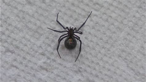 Pennsylvania Woman Says She Freaked Out After Finding Black Widow