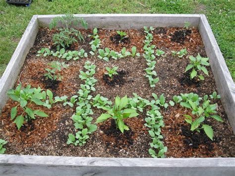Square Foot Gardening Herbs