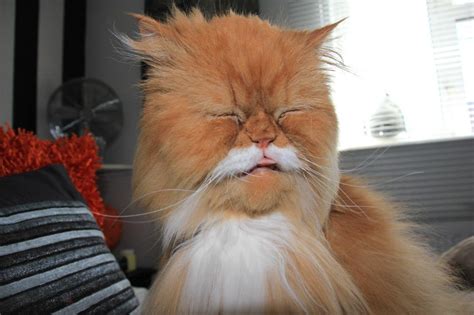 Cat With A Disgusted Look On Its Face Pics