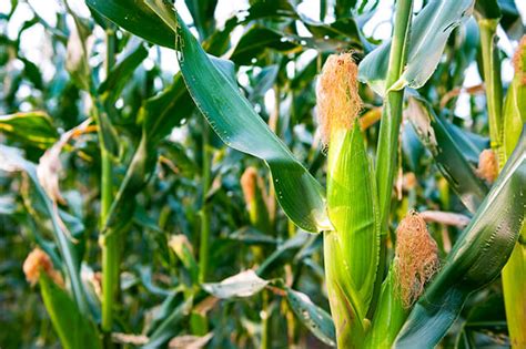 Tips For Protecting Your Corn From Pest Birds Deter Birds