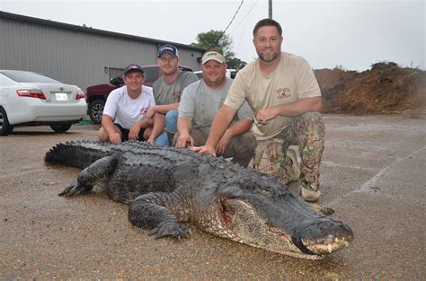 Record Breaking Gator Caught In Mississippi Outdoor Enthusiast