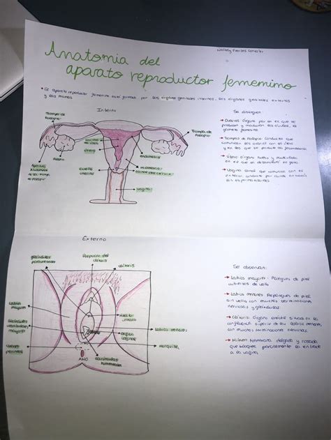 Pin En Esquema Anatomia