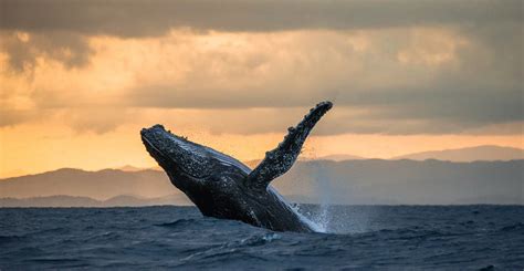 Whale Watching Tours in Hervey Bay | Aboriginal Tourism