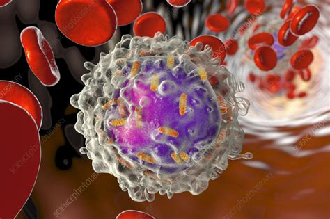 Leukaemia White Blood Cell With Mitochondria Illustration Stock