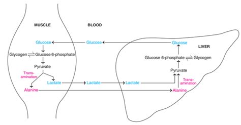 Glucose Alanine Cycle Online Biochemistry Notes