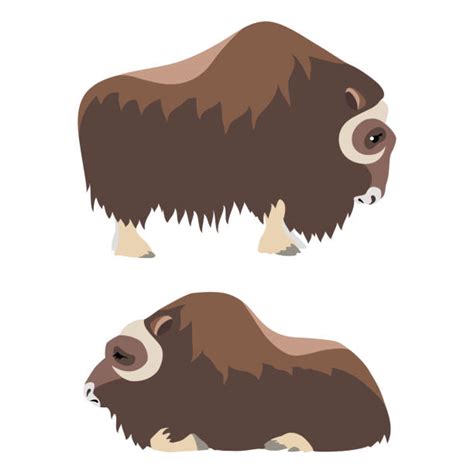 Musk Ox Images Illustrations Royalty Free Vector Graphics And Clip Art