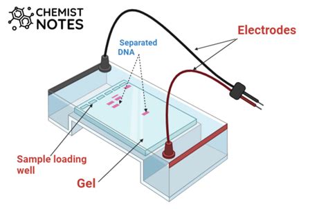 Gel Electrophoresis Easy Principle Media6 Types Application