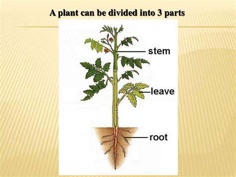 Introduction Types Of Plant Kingdom презентация онлайн
