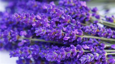 Good Varieties Of Lavender To Try Growing In The Hudson Valley