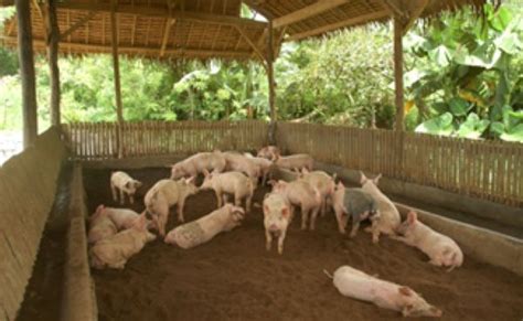 How To Start A Hog Raising Business Pig Farming Raising Pigs