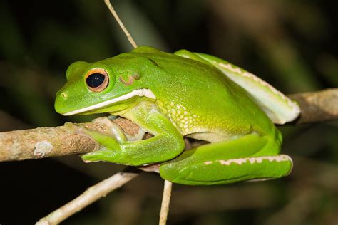 White Lipped Tree Frog Australian Giant Tree Frog Facts Pictures And Info