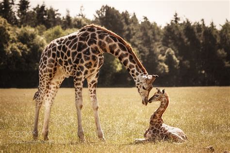 500px Blog 25 Photos Of Cute Baby Giraffes That Will