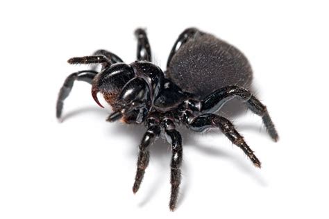 Mouse Spider Missulena Bradleyi Female Taken In Swifts Creek