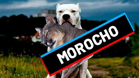 Morocho Perro Argentino Que Derrotó A Un Puma Youtube