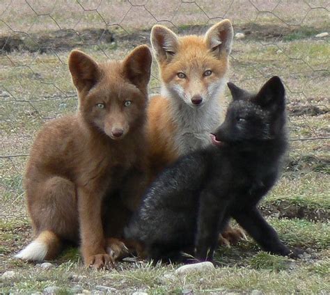 Domesticated Silver Fox Marketed As The Siberian Fox Vulpes Vulpes