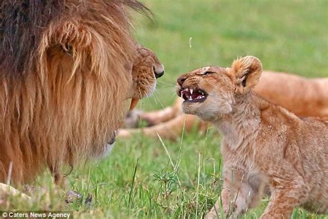 Lion Cub Pushes Its Luck Only For Dad To Put Him In His