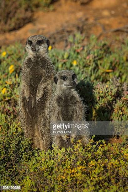 The Karoo Photos And Premium High Res Pictures Getty Images