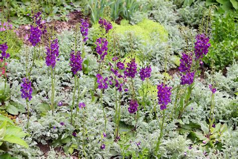 How To Grow And Care For Mullein