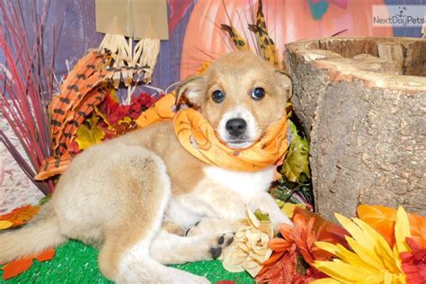 Six puppies, three chocolate and white females one chocolate and white male, two black… abca border collies both tri color. Bc/Shepherd Mix: Border Collie puppy for sale near Chicago ...