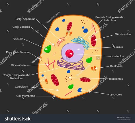 We did not find results for: Animal Cell Structure Cross Section Cell Stock Vector 443142079 - Shutterstock