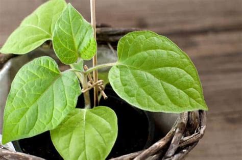 12 Fruit Trees You Can Grow Indoors For An Edible Yield Artofit