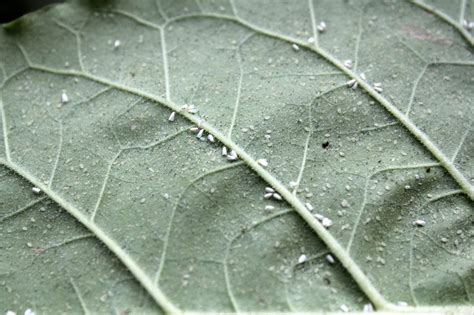 Greenhouse Pests 101 Whitefly Greenhouse Grower