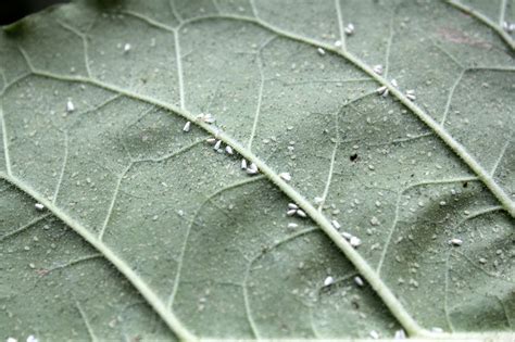 White Fly Eggs