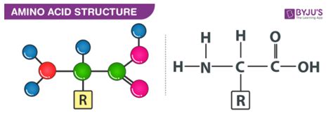 Amino Acid Structure Definition Structure Basicity Of Amino Acid
