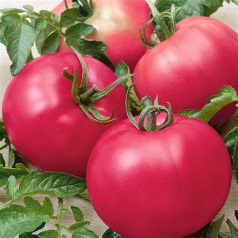 Usa Seller Chefs Choice Pink Tomato 25 Seeds Heirloom Etsy Tomato