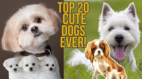 Top 15 Cutest Dog Breeds
