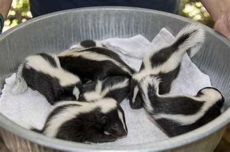 Adorable New Kits Are Stinkin Cute Baby Skunks Skunk Cute Baby