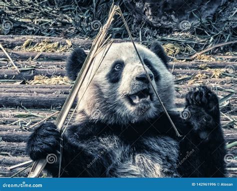 Giant Panda Bear Eating Bamboo Stock Photo Image Of Awesome Animal
