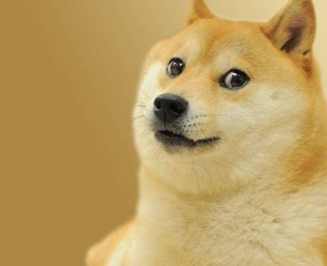 Everything you wanted to know about $doge we've had a great talk with max keller, @dogecoin core developer. Doge Dog - What Do You Meme? 10 Famous Memes Explained - PopBuzz