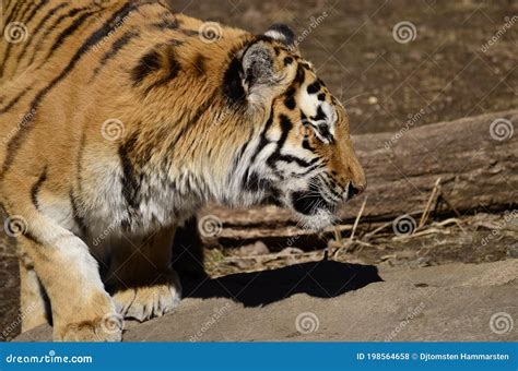 Tiger On The Savannah Wanders Stock Photo Image Of Copy Savannah