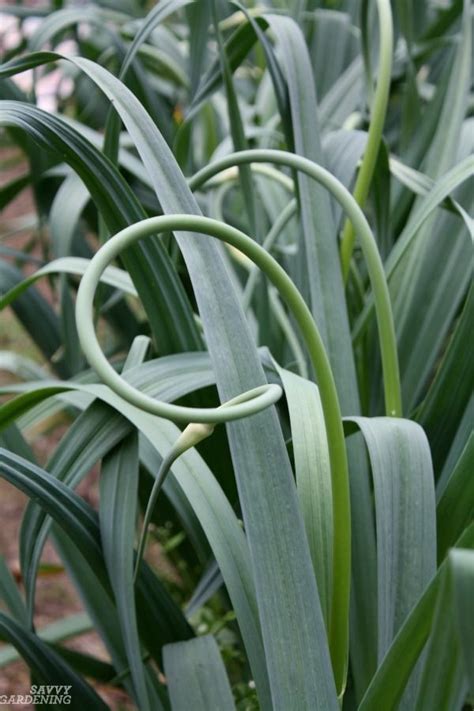 The Difference Between Hardneck And Softneck Garlic And How To Plant