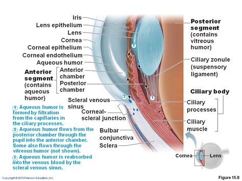 Extrinsic Eye Muscles