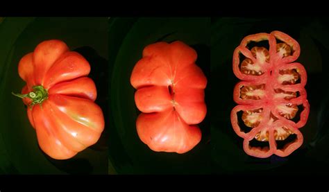 How Did The Beefsteak Tomato Get So Beefy Science Friday
