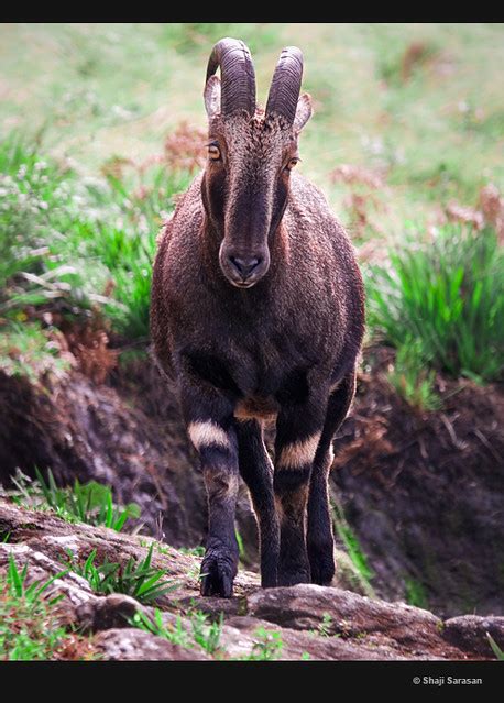 Nilgiri tahr endangered species varayadu fauna eravikulam national park munnar idukki. Flickriver: Photos from shaji sarasan