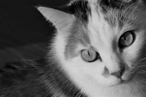 Free Images Black And White Animal Pet Fur Portrait Kitten