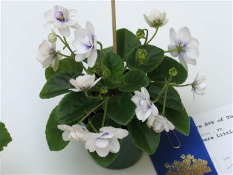 There are 222 miniature african violets for sale on etsy, and they cost $13.61 on average. African Violet Society of Canada - Gallery - Mini African ...